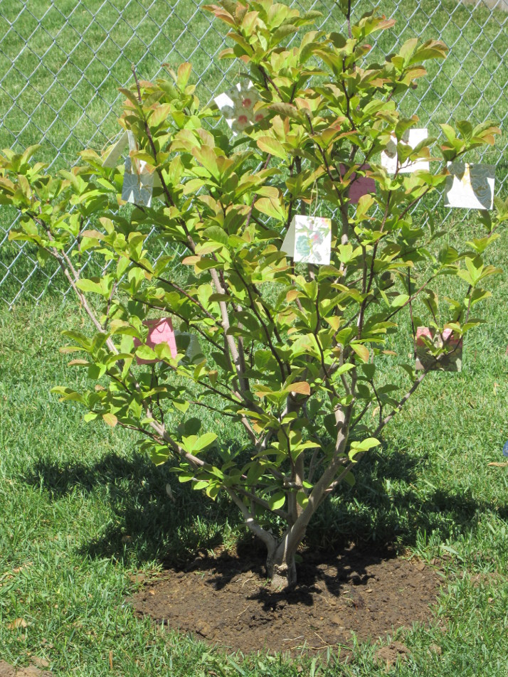 Baby Welcoming - Wishes Tree